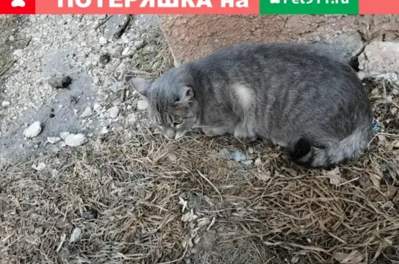 Пропала кошка на Центральной 34, 38, 46 в Каменске-Уральском