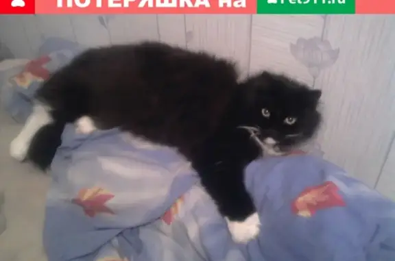 Пропал кот Макс на Московском проспекте, Череповец