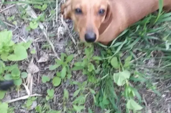 Пропала собака Люся на Ангарском в Волгограде