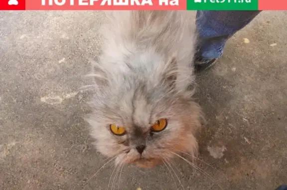 Найден Кот на Ул АКАДЕМИЧЕСКАЯ ДОМ 12