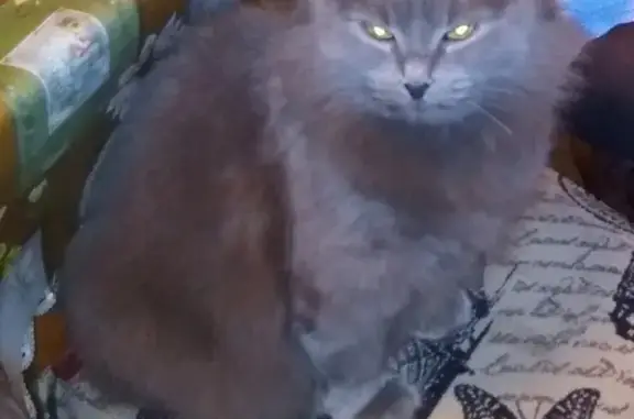 Пропала кошка Лиза в Задонске, Липецкая область