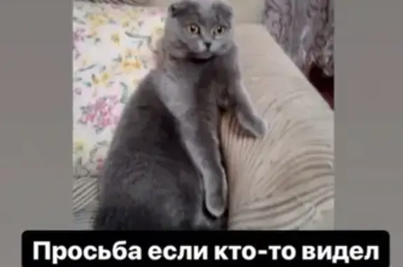 Пропала кошка в станице Новотитаровская