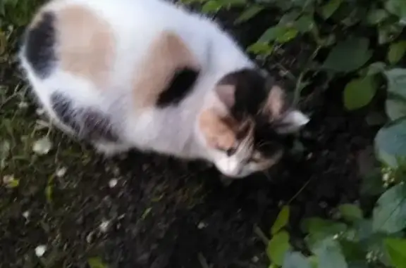 Найдена домашняя кошка на площади Кирова