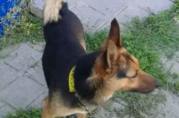 Найдена собака в Старосоленом, улица Главная, номер очевидца.