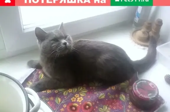 Найдена кошка в районе машиностроителя, Ижевск