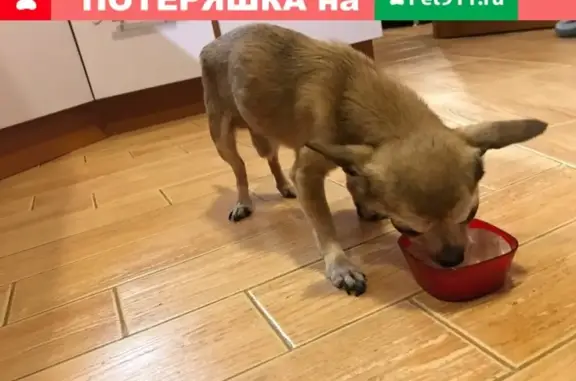 Найдена собака на Альпийском переулке в Санкт-Петербурге