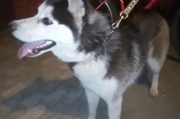 Найдена собака в селе Заборье