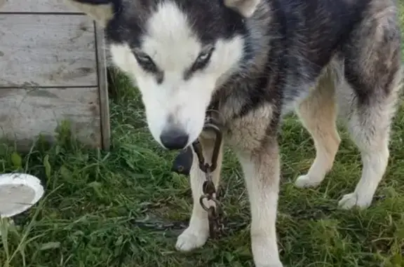 Собака найдена в Шебекино, Белгородская область