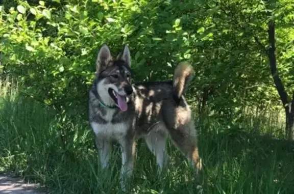 Найдена собака в парке Танаис, Воронеж