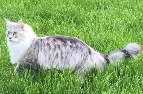 Пропала кошка в поселке МИЗ, ищут Клеопатру