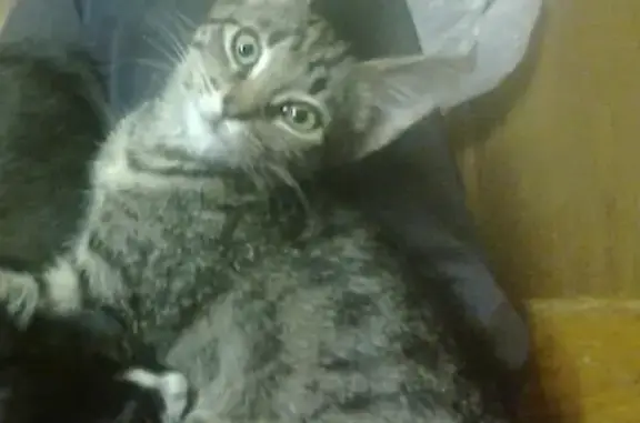 Пропала кошка в Твери #DOBRO_TVER