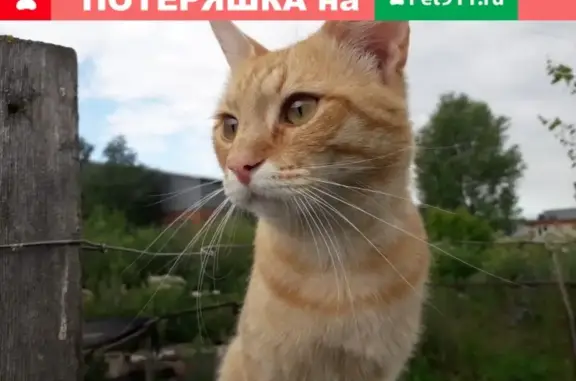 Пропал кот Рыжий в с.Высокая гора, Татарстан