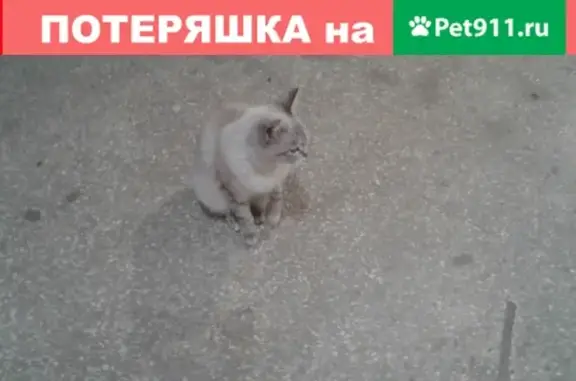 Найдена кошка на Фрезеровщиков и Шефской (Екатеринбург)