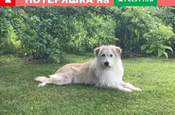 Пропала собака в Горбуново, ищем!