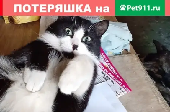 Пропала кошка в Петрозаводске https://vk.com/id269635831