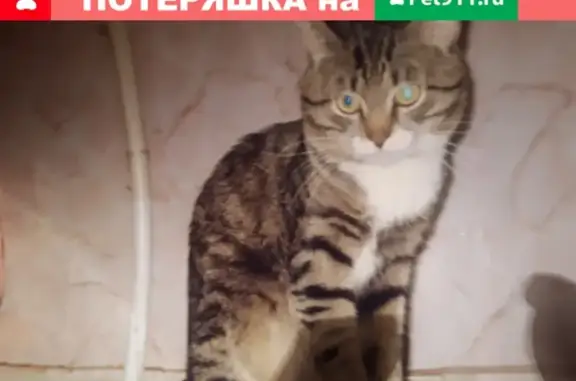 Пропал кот Кузя, возможно на улице Космонавтов