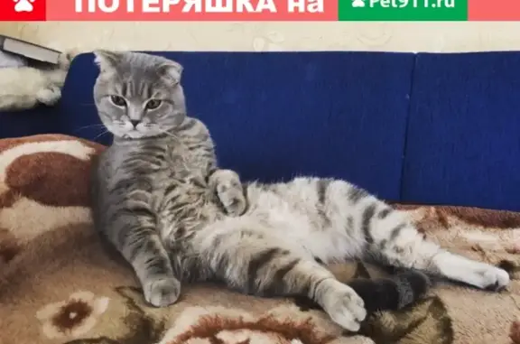 Пропал кот в Коломне, район Калинина-Осипенко!