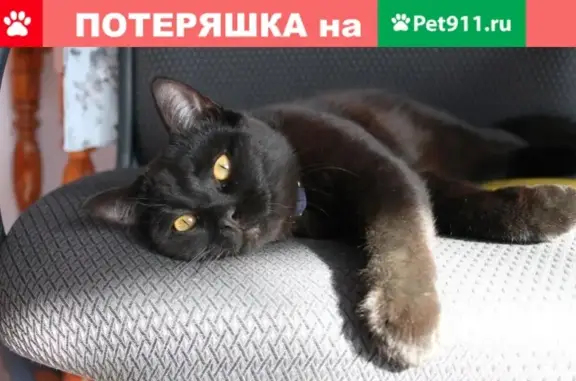Пропала кошка в Коврове, 25-й Октябрь, возраст 1 год.
