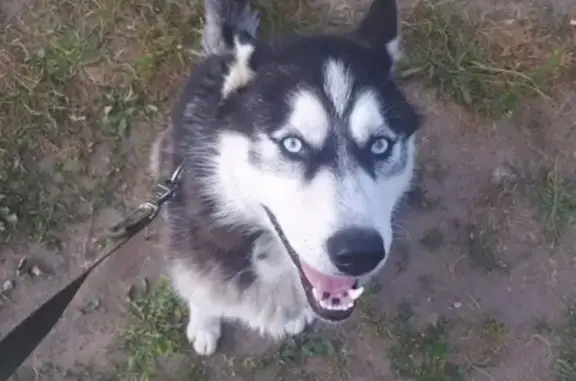 Пропала собака Джек в лесу за Сосновым бором, Ульяновская область