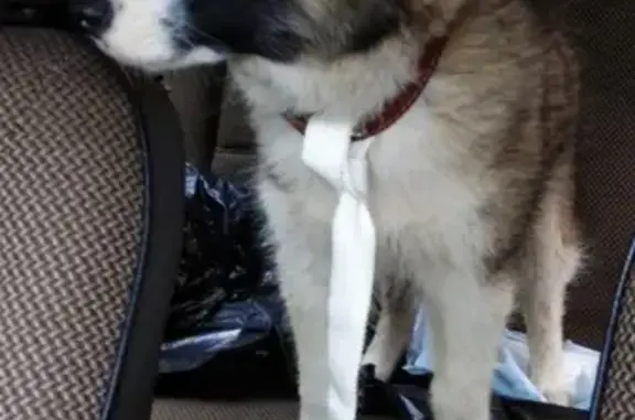 Собаки потеряшки, Нижний Новгород, фото: Потеряшка собака на Фучика, Н.Новгород, 19 мая вечером, зовут Макс.