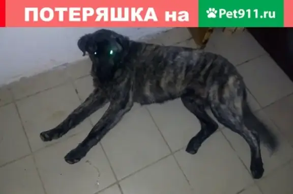 Найдена собака в селе Трубино, Щёлково