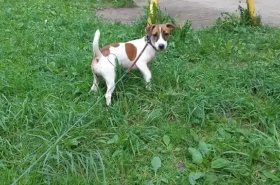 Пропала собака в Малоярославце на ул. Соколова, 2