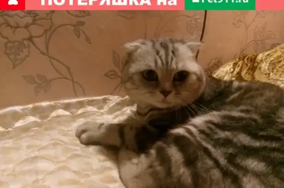 Пропал кот возле хлебозавода в Мурманской области