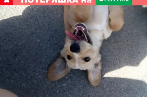 Найден щенок на ул. Иркутская в Бийске