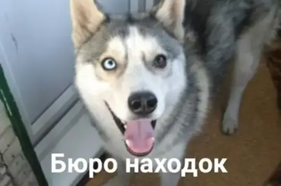 Найден щенок Хаски на остановке Первомайская в Архангельске