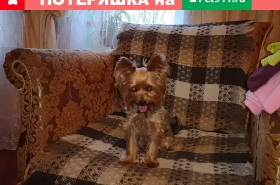 Найдена собака на Октябрьском п. 31 в Клине