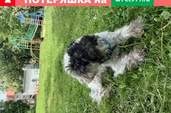 Собака с голубым ошейником найдена в Калининграде