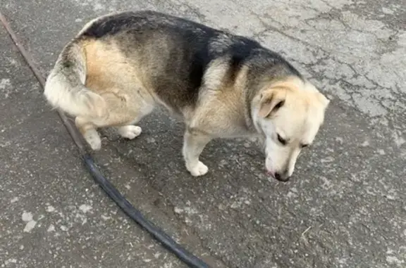 Пропала собака Лада в Крутушке, Казань