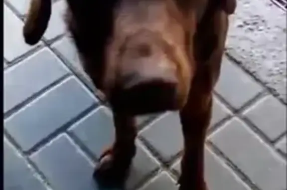 Найдена собака в Автозаводском районе, Нижний Новгород