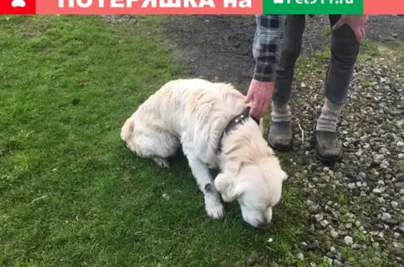 Найден пес, лабрадор, на трассе Нижний Тагил-Черноисточинск