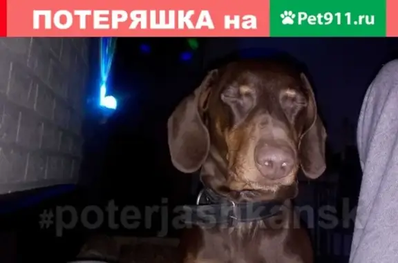 Пропала собака Альтан в Новосибирске #lostpet #пропала #собака #Новосибирск