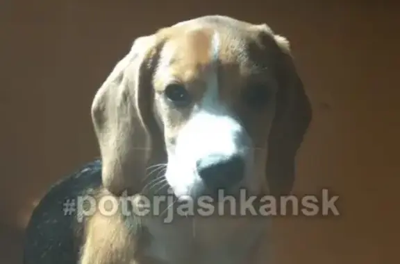 Пропала собака в районе Немировича Данченко 157 - помогите!