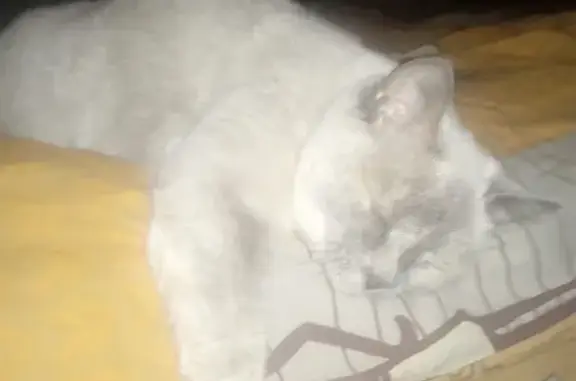 Пропала кошка в Бердске на микрорайоне 