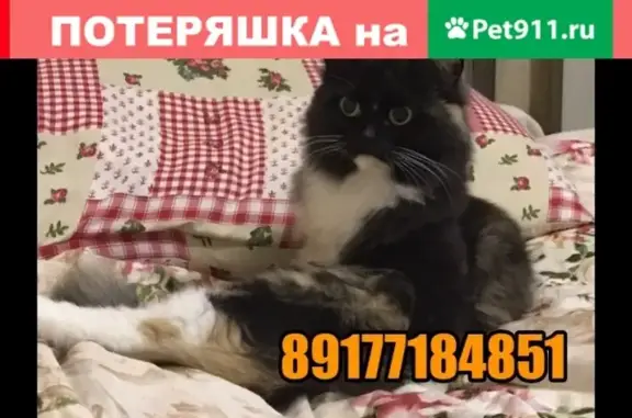 Пропала кошка в Йошкар-Оле, возможно травмирована https://vk.com/yakimova_o