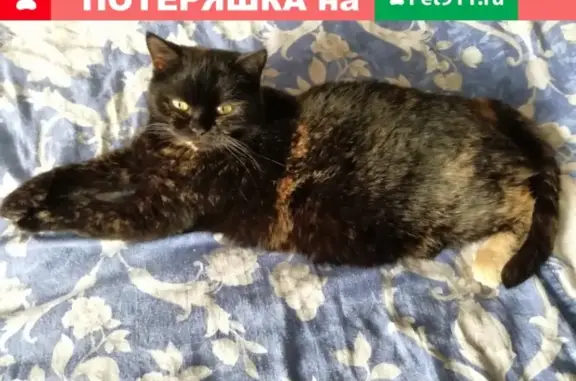 Пропала кошка в Ботаническом районе, зовут Люция