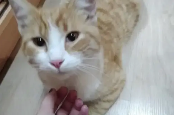 Найден кот на Авроре в Краснодаре