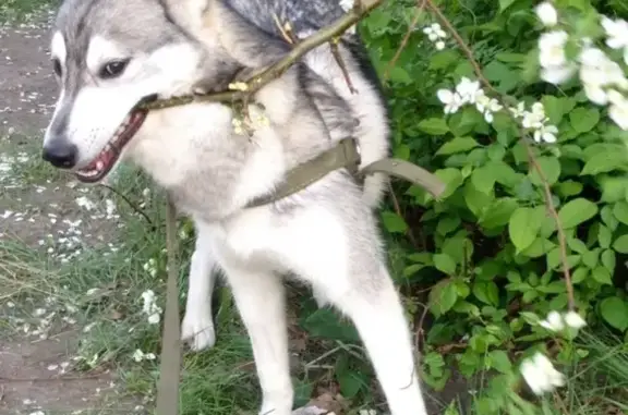 Собаки потеряшки, посёлок Морозкино, фото: Потеряшка собака Герда в п. Морозкино, Челябинская область