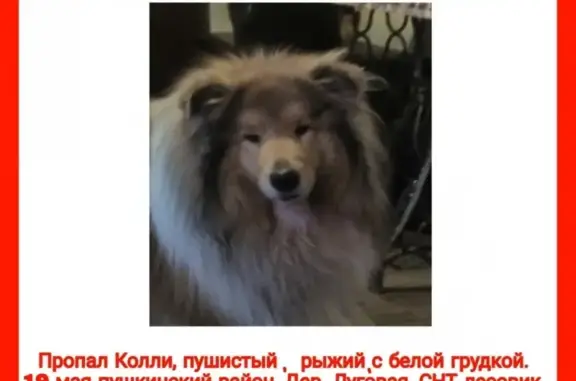 Пропала собака Колли в Пушкино