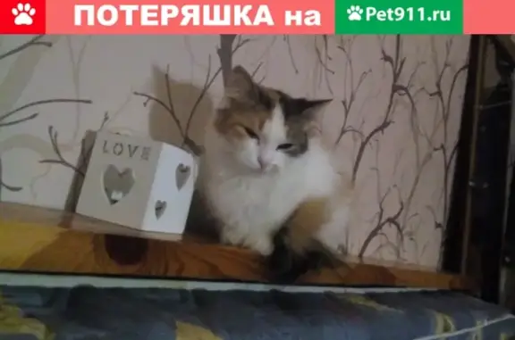 Пропала трёхцветная кошка Феня на Кубе, Ростов, Ярославская обл.