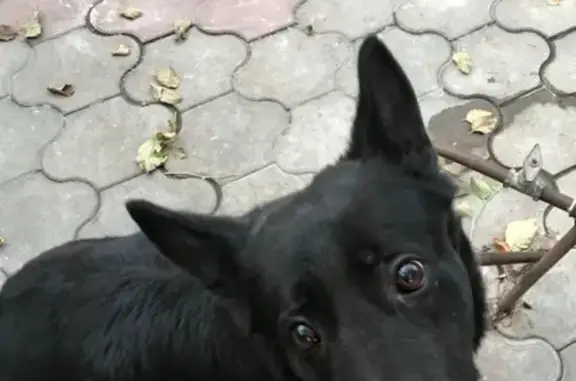 Пропала собака в Краснодаре на ул. Длинная и ул. Чкалова: Белла, восточноевропейская овчарка.