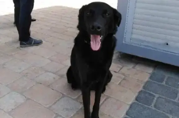 Найдена собака на остановке Чижовка-арена, ищем передержку