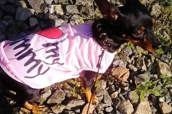 Пропала собака в Коркино, ищу потеряшку