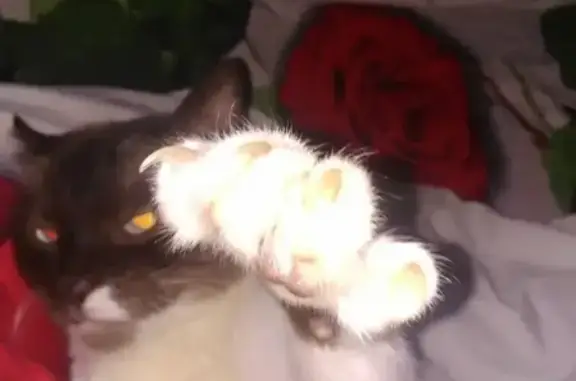 Кошки потеряшки, Хорлово, фото: Потеряшка кошка в Хорлово, Московская обл.