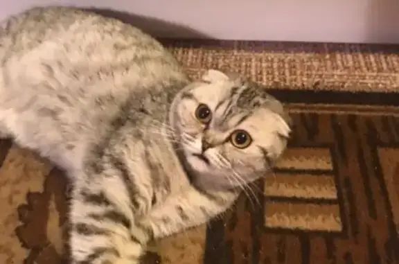 Кошки потеряшки, Ярославль, фото: Потеряшка котенок на Салтыкова Щедрина 83