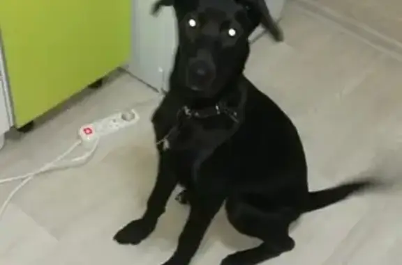 Пропала собака Дэфа в Казани