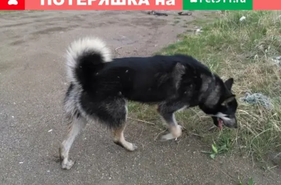 Найдена собака в Магнитогорске, район озера Соленого